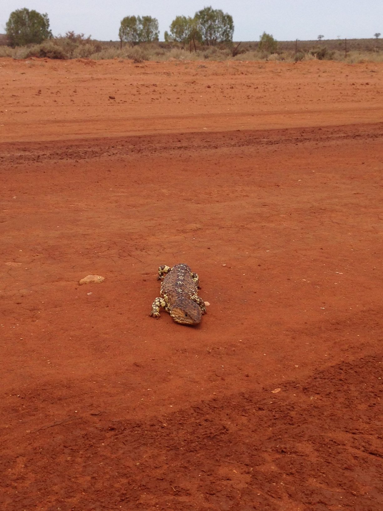 Shingleback Australian outback red dirt